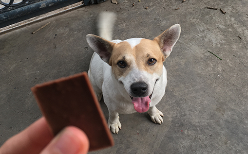 강아지 금지 음식 초콜릿