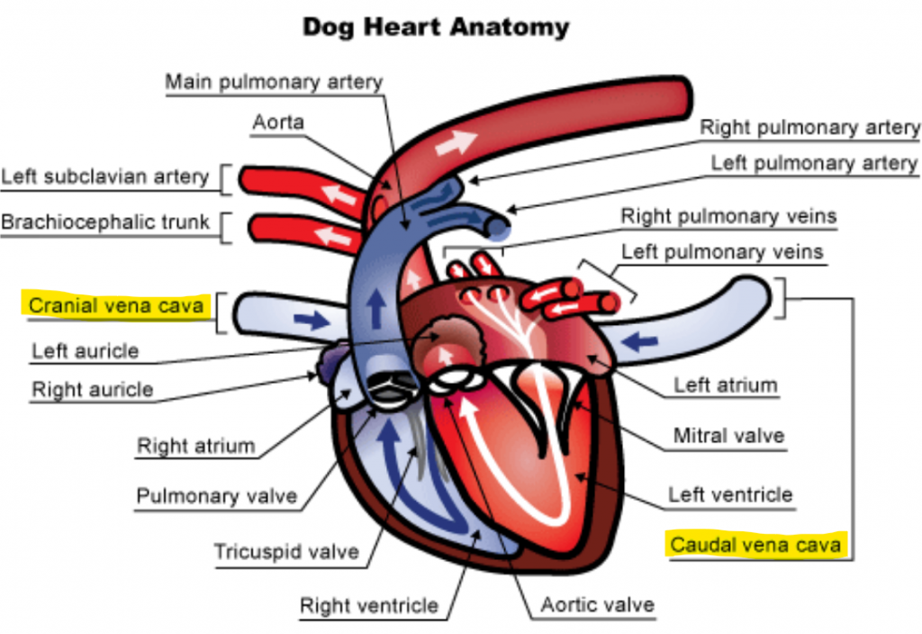 개 심장 구조 Vena cava Cranial Vena cava Caudal Vena cava