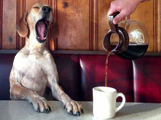 강아지가 먹어서는 안되는 카페인 음료